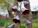 fritillaria persica dupa o saptamana