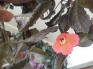 Spring Simphony