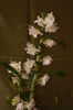 Dendrobium Nobile