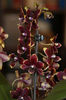 Phalaenopsis Black Jack