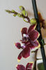 Phalaenopsis Black Jack