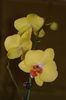Phalaenopsis