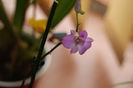 Dendrobium Phalaenopsis