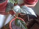 begonia plaman