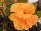 Clasic Apricot