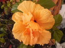Clasic Apricot