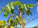 umbrella tree in aprilie