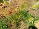 chamaerops humilis