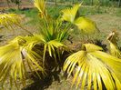 creste livingstonia chinensis