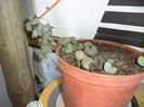 ceropegia woodii