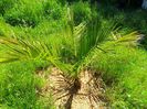 phoenix reclinata