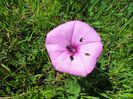 ipomoea
