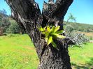 bromelia pe copac
