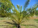 phoenix canariensis 2014