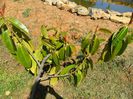 ficus elastica