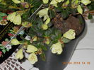 Rododendron-azalee