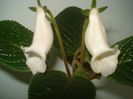 Eumorpha