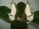 Eumorpha