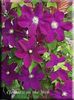 clematita warszawska nike soare, infl tarzie