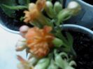 cresa de Kalanchoe 002