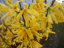 Forsythia x intermedia (2014, March 26)