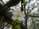 Cherry Plum Blossom (2014, March 25)