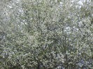 Cherry Plum Blossom (2014, March 26)
