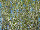 Cherry Plum Blossom (2014, March 27)