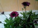 Osteospermum 001