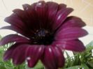 Osteospermum 004