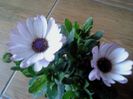 Osteospermum 011