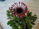 Osteospermum 008