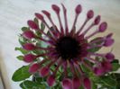 Osteospermum 009