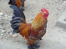 DSC04352