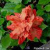 Copper_Belle