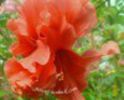 Dianthoides pink