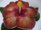 Hibi_ Spiced Rum