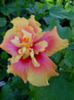Hibi_Acadian_Jewel