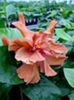 Hibi_Brandon_Stratton2