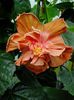 Hibi_Brown_Derby