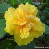 Mayan_Gold