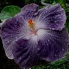 Moorea Mangy Blue