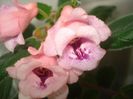 DSC07550