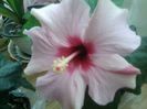 adonicus pink