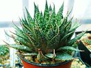 Aloe aristata-10lei
