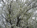 Cherry Plum Blossom (2014, March 28)