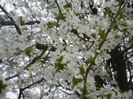 Cherry Plum Blossom (2014, March 28)