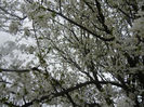 Cherry Plum Blossom (2014, March 28)