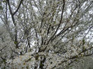 Cherry Plum Blossom (2014, March 28)
