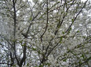 Cherry Plum Blossom (2014, March 28)